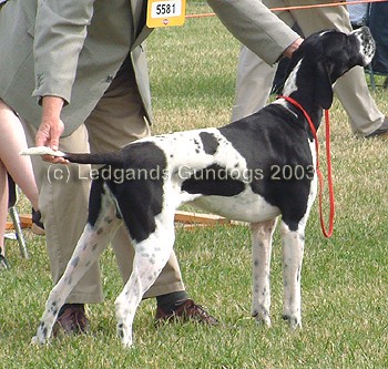 2nd Junior Dog